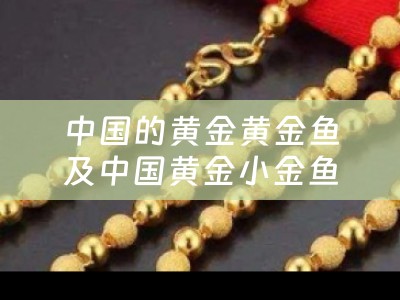 中国的黄金黄金鱼及中国黄金小金鱼价格及特点详解