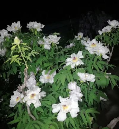 华夏典当行官网爱马仕 五一想去山东游玩，自驾游跟参团，你会选哪个？