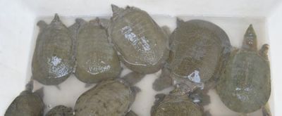 开封回收老庙黄金 河南十大名牌熟牛肉？