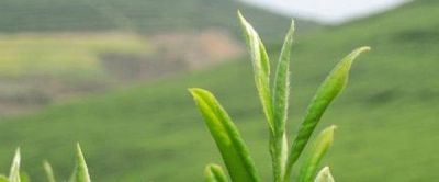 开封回收老庙黄金 河南十大名牌熟牛肉？